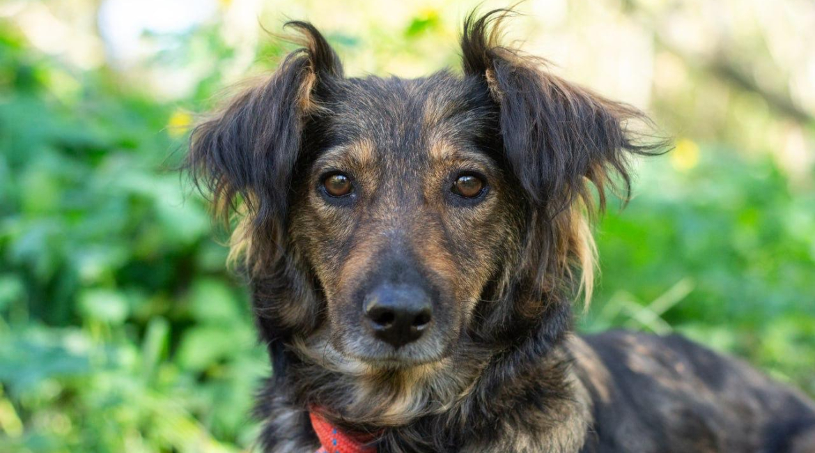 Chiens à adopter